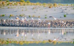 Explore Wathba Wetland Reserve on attenvo