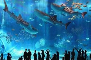 Explore Hurghada Grand Aquarium on attenvo