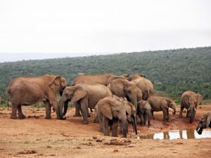 Explore Addo Elephant National Park on attenvo