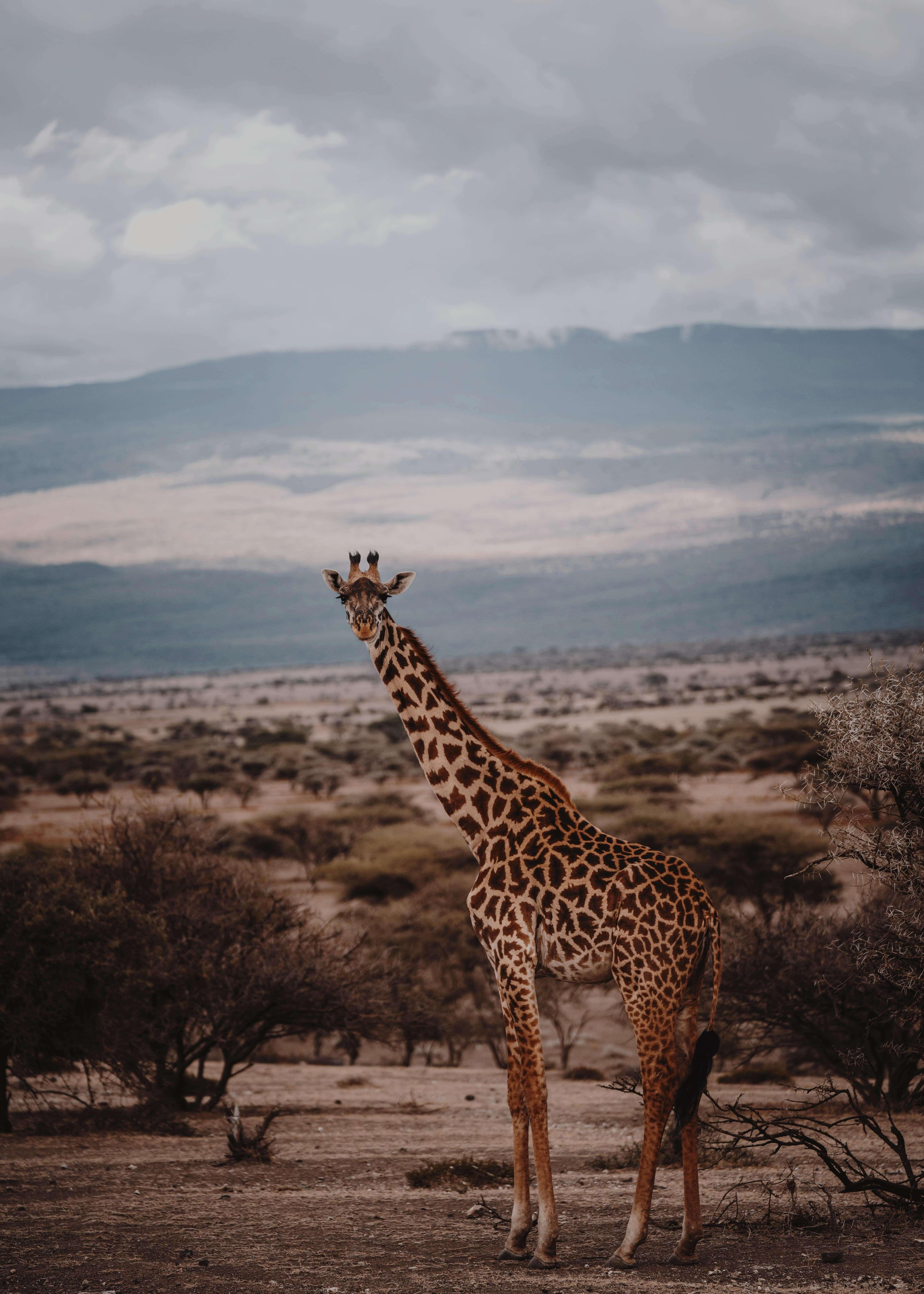 explore Safaris on attenvo