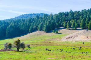 Explore Ifrane National Park on attenvo