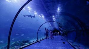 Explore kini aquarium on attenvo