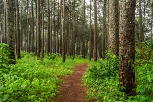 Explore Ngwo Pine forest on attenvo