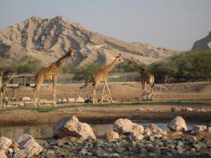 Explore Al Ain Zoo on attenvo