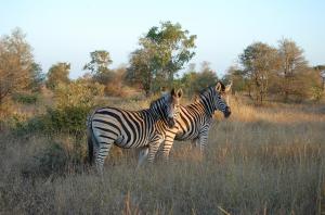 Explore Kruger National Park on attenvo