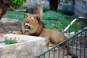 Explore Zoo Tunis on attenvo